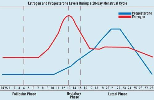 Estrogen Levels Ovulation Chart